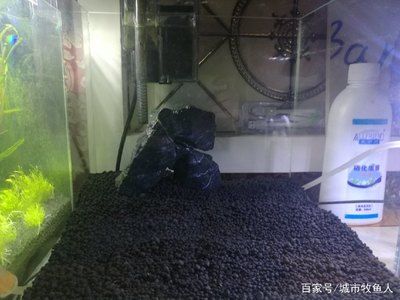 方形小魚缸造景需要注意哪些問題：方形小魚缸的造景技術(shù) 魚缸百科 第4張