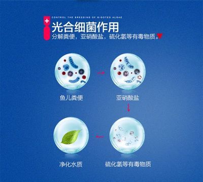 光合細(xì)菌在魚(yú)缸中的應(yīng)用：光合細(xì)菌在水質(zhì)管理中的作用與特性 魚(yú)缸百科 第4張