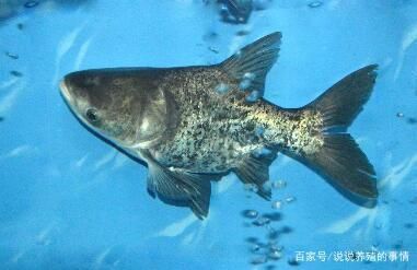 花鰱魚在魚缸養(yǎng)殖的具體指導(dǎo)：關(guān)于花鰱魚在魚缸養(yǎng)殖的具體指導(dǎo) 魚缸百科 第2張