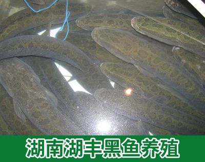 黑魚的飼養(yǎng)誤區(qū)及糾正在家庭魚缸中養(yǎng)殖需要注意以下幾個(gè)方面：家庭魚缸養(yǎng)殖黑魚的注意事項(xiàng) 魚缸百科 第1張