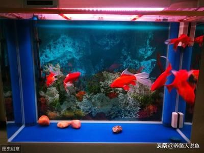 魚缸（水族箱）成為越來越多人喜愛的家庭裝飾之一：關(guān)于水族箱的說說