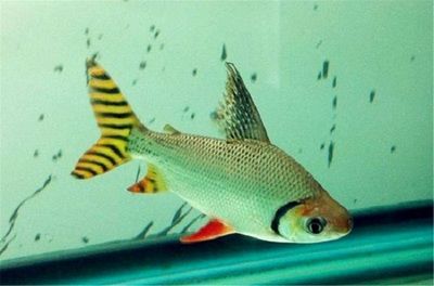 飛鳳魚的飼養(yǎng)方法：飛鳳魚喜歡什么樣的水？