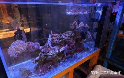 海水缸和普通魚缸的區(qū)別：海水缸與普通魚缸的區(qū)別 魚缸百科 第1張