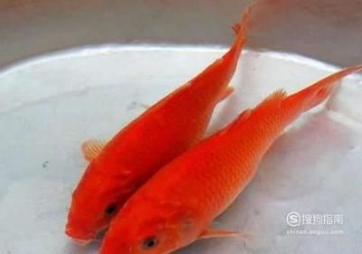 紅鯉魚飼養(yǎng)需要注意以下幾個方面：紅鯉魚的飼養(yǎng)方法：紅鯉魚的飼養(yǎng)技巧