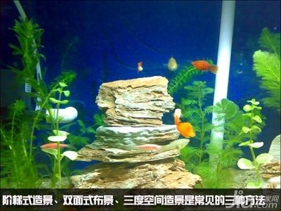 觀賞魚(yú)缸造景的價(jià)格趨勢(shì)：觀賞魚(yú)缸造景的價(jià)格 魚(yú)缸百科 第2張