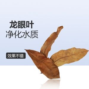 橄欖葉可以放在魚(yú)缸中嗎：橄欖葉養(yǎng)魚(yú)的科學(xué)原理