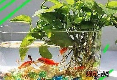 改善魚缸水生植物的除去率高，適合在魚缸中種植的水生植物：哪些水生植物可以改善魚缸水質？