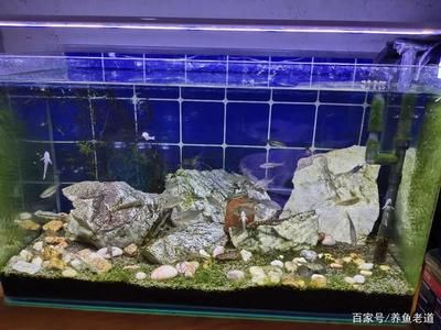 魚缸水質(zhì)管理全攻略：過濾魚缸換水頻率可以根據(jù)以下幾個(gè)方面進(jìn)行考慮 魚缸百科 第2張