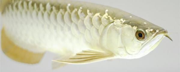 金魚(yú)糞便的處理方法：金魚(yú)糞便怎么處理 魚(yú)缸百科