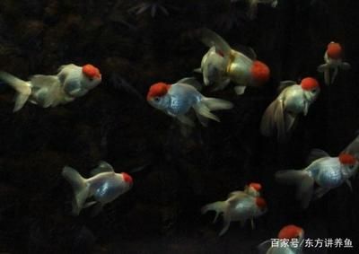 新魚缸養(yǎng)魚需要注意什么：新魚缸養(yǎng)魚前需要考慮養(yǎng)魚前需要考慮的因素是什么