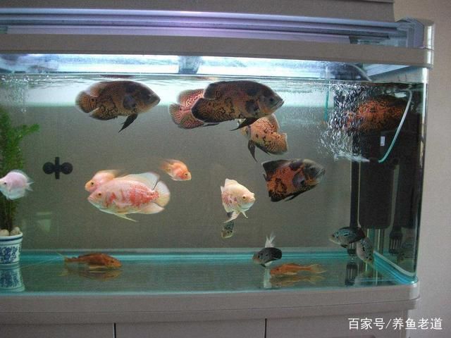 地圖魚養(yǎng)地圖魚需要多大的魚缸需要多大的魚缸：關(guān)于地圖魚的問題