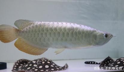 魚(yú)缸哪個(gè)牌子質(zhì)量最好？：森森森魚(yú)缸哪個(gè)品牌的魚(yú)缸品牌質(zhì)量最好，森森sunsun