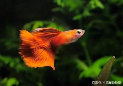 觀賞魚混養(yǎng)需要注意哪些問題？：觀賞魚混養(yǎng)中的常見誤區(qū) 魚缸百科 第4張