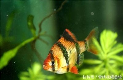 觀賞魚混養(yǎng)需要注意哪些問題？：觀賞魚混養(yǎng)中的常見誤區(qū) 魚缸百科 第3張