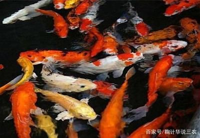 辦公室養(yǎng)魚(yú)的風(fēng)水講究：辦公室養(yǎng)錦鯉有什么風(fēng)水講究