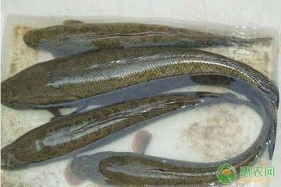 黑魚人工繁殖技術(shù)詳解人工繁殖黑魚技術(shù)詳解：養(yǎng)殖黑魚需要注意哪些問題？ 魚缸百科 第3張