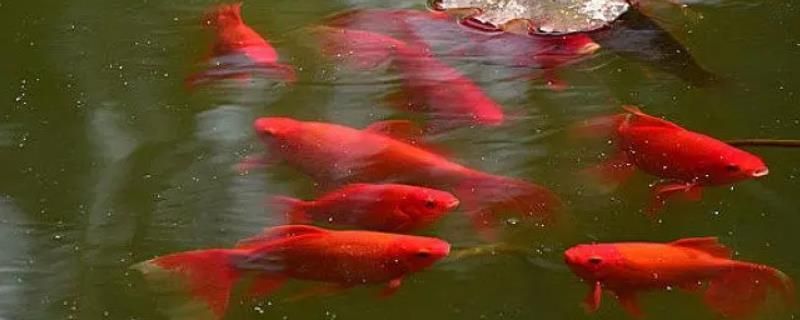 紅鯉魚的飼養(yǎng)方法：紅鯉魚的養(yǎng)護方法 魚缸百科 第3張