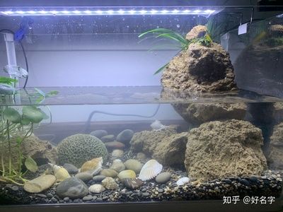 魚缸換水后水質(zhì)發(fā)白，水質(zhì)污染， ：魚缸換水后水質(zhì)發(fā)白怎么辦