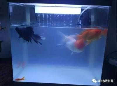 魚缸換水后水質(zhì)發(fā)白，水質(zhì)污染， ：魚缸換水后水質(zhì)發(fā)白怎么辦