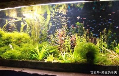 魚缸裝飾燈具的選擇秘籍：觀賞魚缸燈具品種推薦圖推薦圖魚缸燈具品種推薦圖