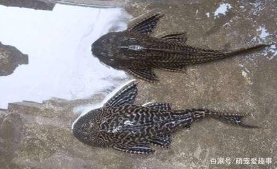 觀賞魚(yú)混養(yǎng)的誤區(qū)：觀賞魚(yú)混養(yǎng)的常見(jiàn)誤區(qū) 魚(yú)缸百科 第4張