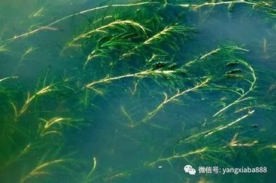 河蚌放魚缸里可以凈化水質(zhì)嗎？：河蚌放入魚缸里可以凈化水質(zhì)嗎？