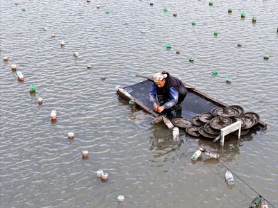 河蚌放魚缸里可以凈化水質(zhì)嗎？：河蚌放入魚缸里可以凈化水質(zhì)嗎？