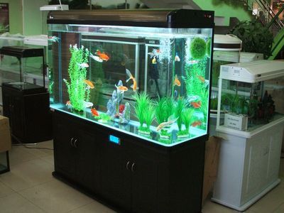 廣州越美水族魚缸怎么樣：廣州越美水族用品有限公司 魚缸百科 第2張