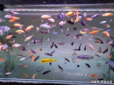 地圖魚飼養(yǎng)方法：地圖魚養(yǎng)地圖魚需要多大魚缸飼養(yǎng)地圖魚的飼養(yǎng)建議