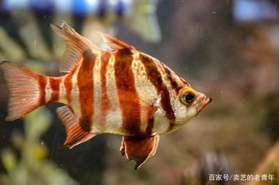 海水魚缸的水質(zhì)維護是養(yǎng)魚過程中非常重要的一環(huán)，影響到魚兒健康：海水魚缸水質(zhì)維護方法 魚缸百科 第1張