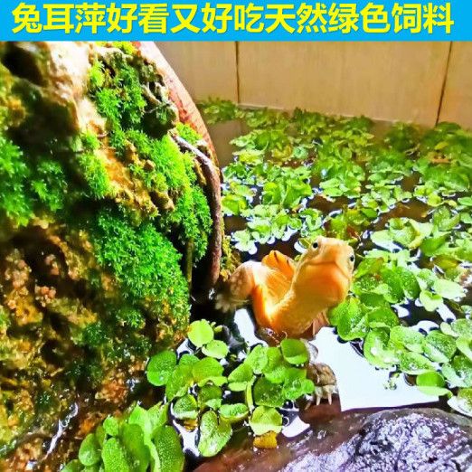 魚缸造景的養(yǎng)殖技巧水葫蘆的養(yǎng)殖技巧水葫蘆的養(yǎng)殖技巧：水葫蘆的養(yǎng)殖技巧 魚缸百科 第1張