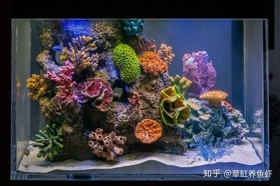 海水魚缸和淡水魚缸各有特點和適用場景選擇哪種類型的魚缸：海水魚缸與淡水魚缸的區(qū)別 魚缸百科 第3張