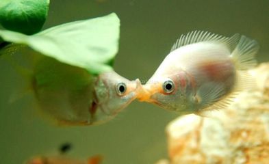 蘇州工業(yè)園區(qū)佳家水族館觀賞魚(yú)缸中的生態(tài)平衡觀賞魚(yú)缸的選擇：如何選擇一個(gè)合適的家用觀賞魚(yú)缸 魚(yú)缸百科 第1張