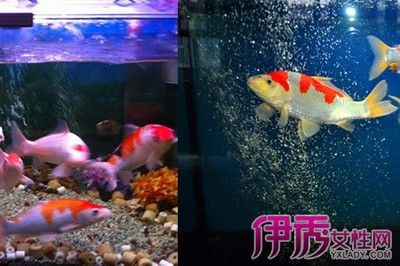 蘇州工業(yè)園區(qū)佳家水族館觀賞魚(yú)缸中的生態(tài)平衡觀賞魚(yú)缸的選擇：如何選擇一個(gè)合適的家用觀賞魚(yú)缸 魚(yú)缸百科 第3張