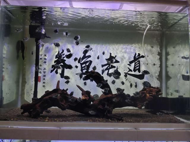 河蚌在魚缸中的主要作用是凈化水質(zhì)，而不是消耗水：河蚌養(yǎng)在魚缸里會(huì)使水減少嗎？ 魚缸百科 第2張