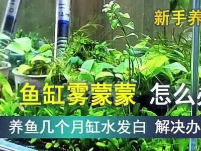 魚缸水發(fā)白霧蒙蒙的解決魚缸水發(fā)白霧蒙蒙的基本方法：如何解決魚缸水發(fā)白霧蒙蒙 魚缸百科 第2張