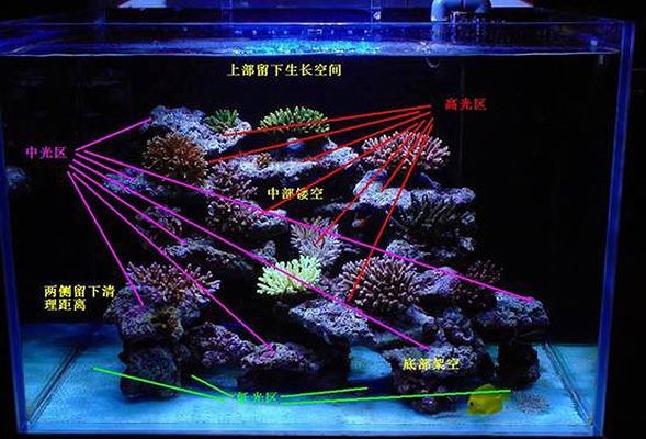 海缸和純魚缸的造景方式不僅能讓你的魚缸更生機(jī)勃勃：如何打造一個(gè)夢(mèng)幻海缸 魚缸百科 第3張