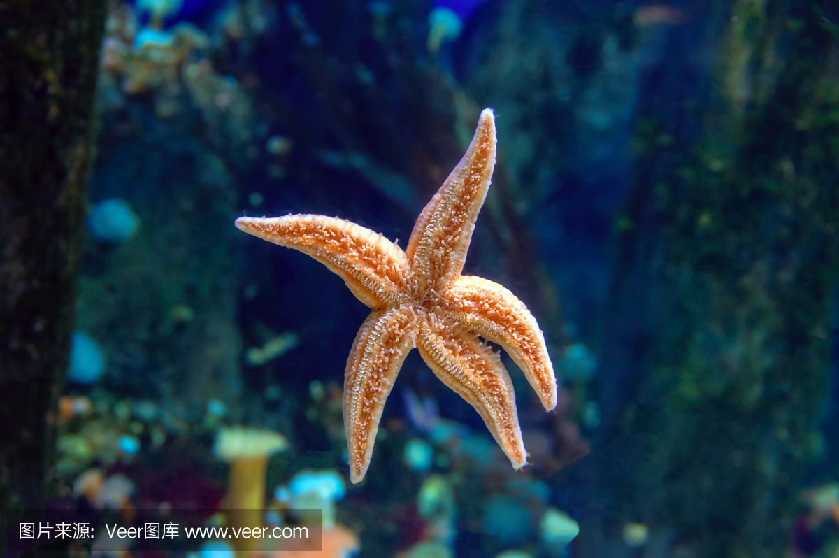 海星可以在魚缸中飼養(yǎng)嗎？：揭秘海星的飲食秘密 魚缸百科 第2張