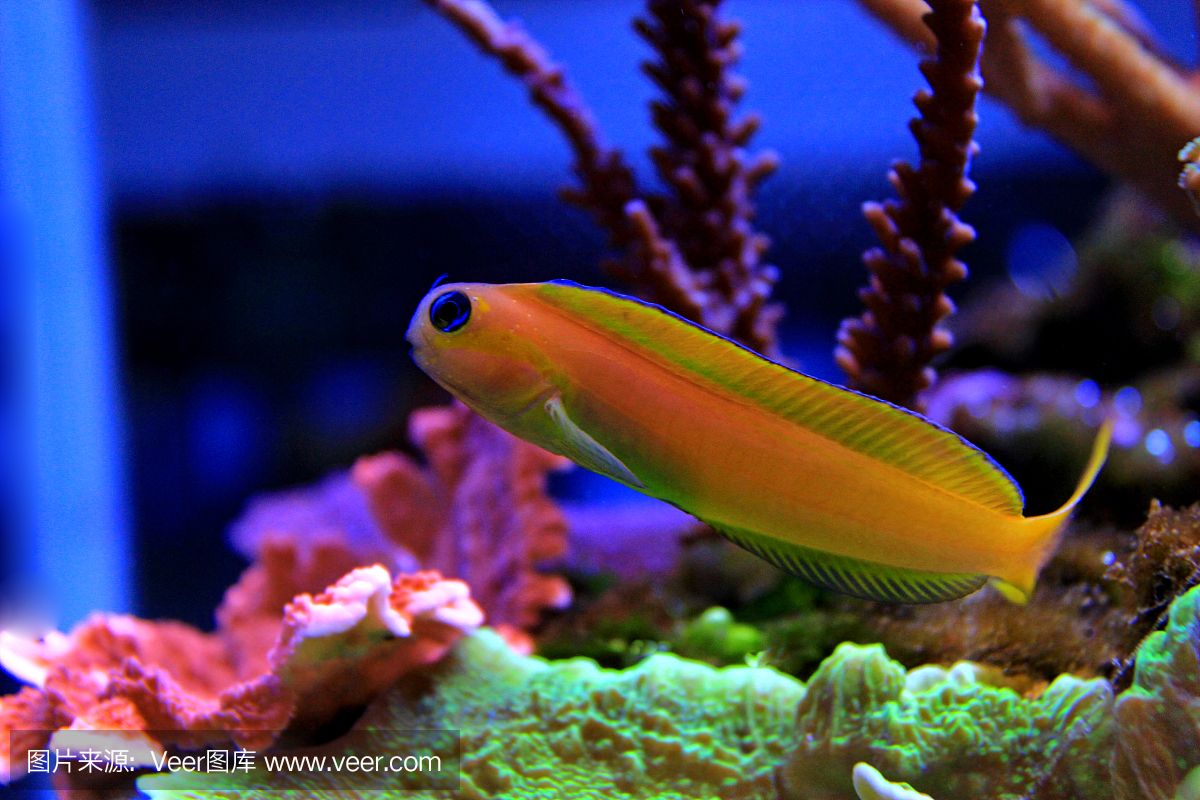 觀海水族魚缸的官網(wǎng)地址：生態(tài)魚缸的設計原理 魚缸百科 第4張