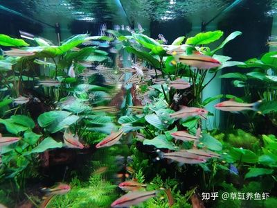 底濾魚缸過濾技術(shù)：底濾魚缸養(yǎng)小魚的具體步驟和注意事項(xiàng)和步驟和注意事項(xiàng) 魚缸百科 第3張