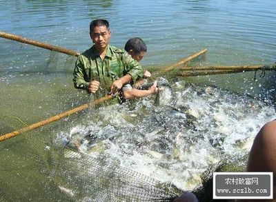 淡水魚魚缸養(yǎng)殖技術(shù)培訓(xùn)視頻淡水魚養(yǎng)殖技術(shù)培訓(xùn)課程：淡水魚養(yǎng)殖技術(shù)培訓(xùn) 魚缸百科 第2張