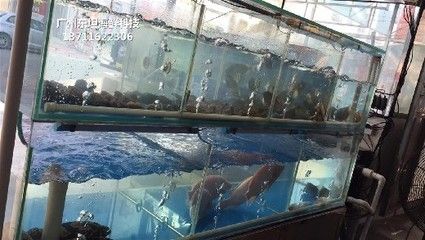 鳳崗特色水族店探訪(fǎng)在鳳崗尋找魚(yú)缸和觀賞魚(yú)缸的同時(shí)：鳳崗水族文化探秘 魚(yú)缸百科 第2張