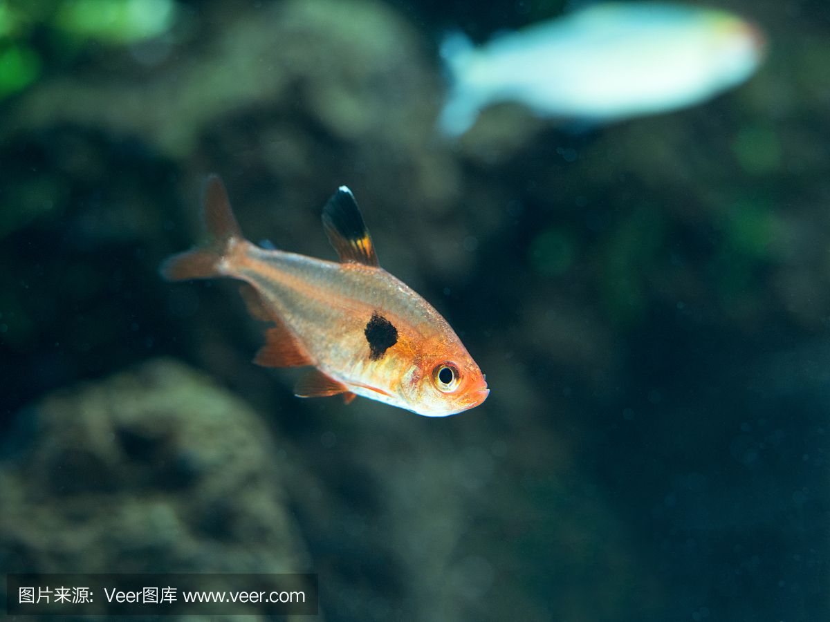 幻影水族魚缸的優(yōu)缺點介紹：亞克力幻影水族魚缸 魚缸百科 第3張