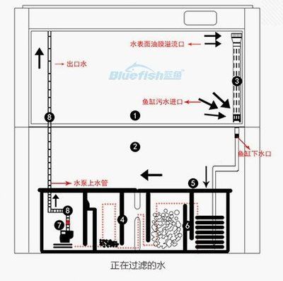 底濾魚缸的正確過濾圖詳細解釋：底濾魚缸正確過濾圖詳細解釋底濾魚缸正確過濾圖 魚缸百科 第4張