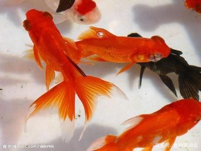 紅鯉魚的飼養(yǎng)方法：紅鯉魚的飼養(yǎng)條件和細(xì)節(jié)和細(xì)節(jié)：如何為紅鯉魚打造理想的魚缸 魚缸百科 第2張