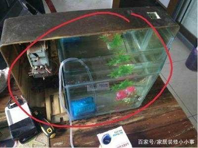 電視機(jī)旁邊放魚缸對(duì)魚缸的影響會(huì)影響財(cái)運(yùn)和健康運(yùn)勢(shì)：家居風(fēng)水中的魚缸布局 魚缸百科 第1張