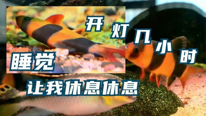 觀賞魚缸燈并不是一定要24小時亮著的，過度照明對魚缸內(nèi)的生物：觀賞魚缸燈一定要24小時亮著嗎？