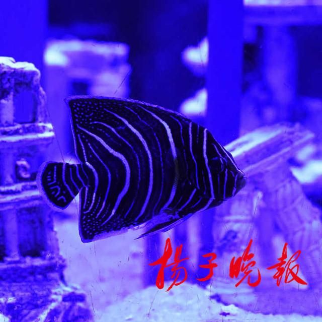 如何改變魚缸的底色：diy魚缸底材改造魚缸底色的改造方法和注意事項 魚缸百科 第2張