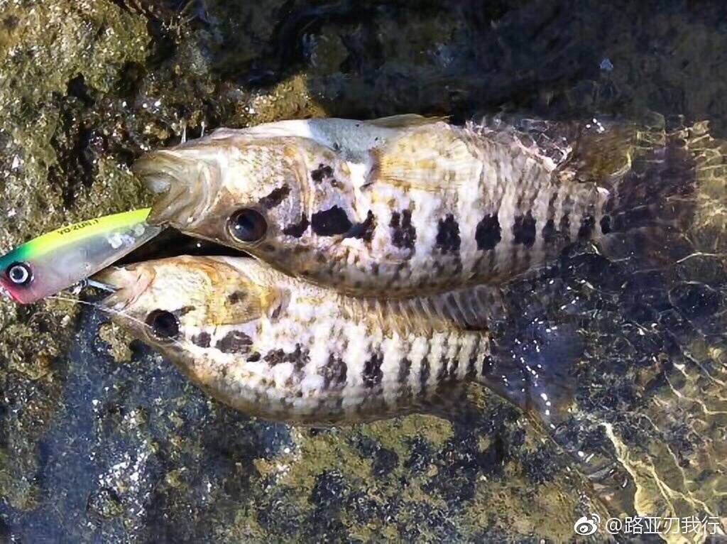 紅老虎魚(yú)飼養(yǎng)技巧：紅老虎魚(yú)的飼養(yǎng)技巧 魚(yú)缸百科 第2張