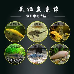 花椒鼠魚(yú)的繁殖技巧花椒鼠魚(yú)的繁殖技巧，花椒鼠魚(yú)的繁殖技巧：花椒鼠魚(yú)在水族箱中的作用 魚(yú)缸百科 第2張